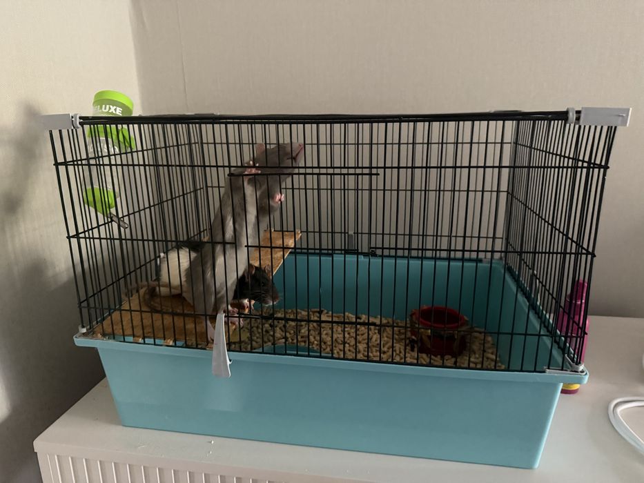 Продам крыс декоративных