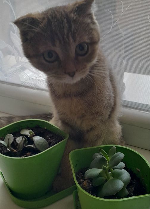 Уход  за кошками