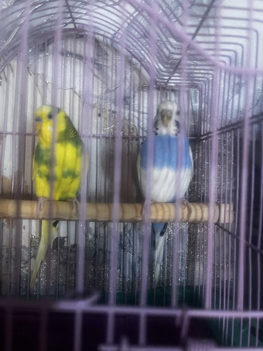 Птицы попугай 2 штук