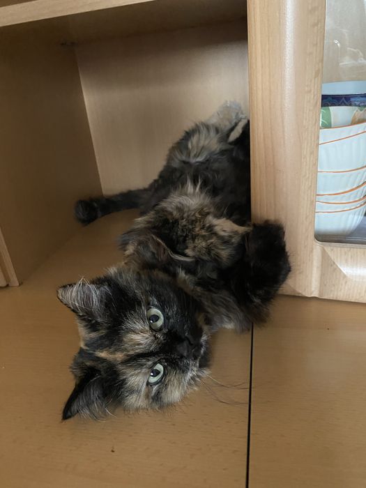 Отдам кошку в добрые руки