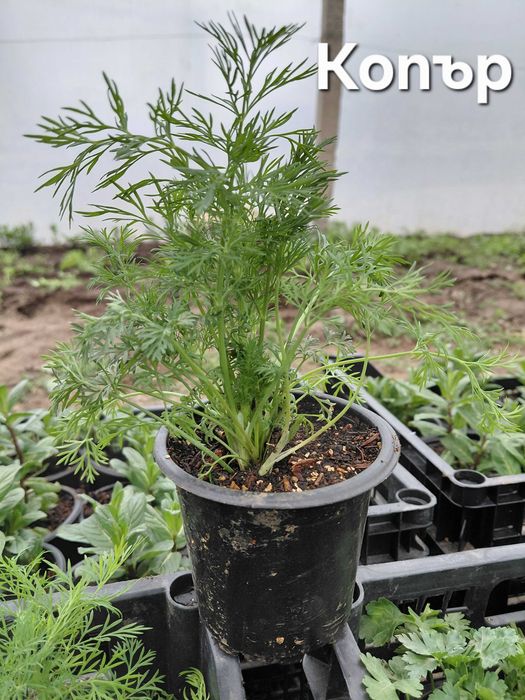 Разсад - Мента, Джоджен, Магданоз, Копър