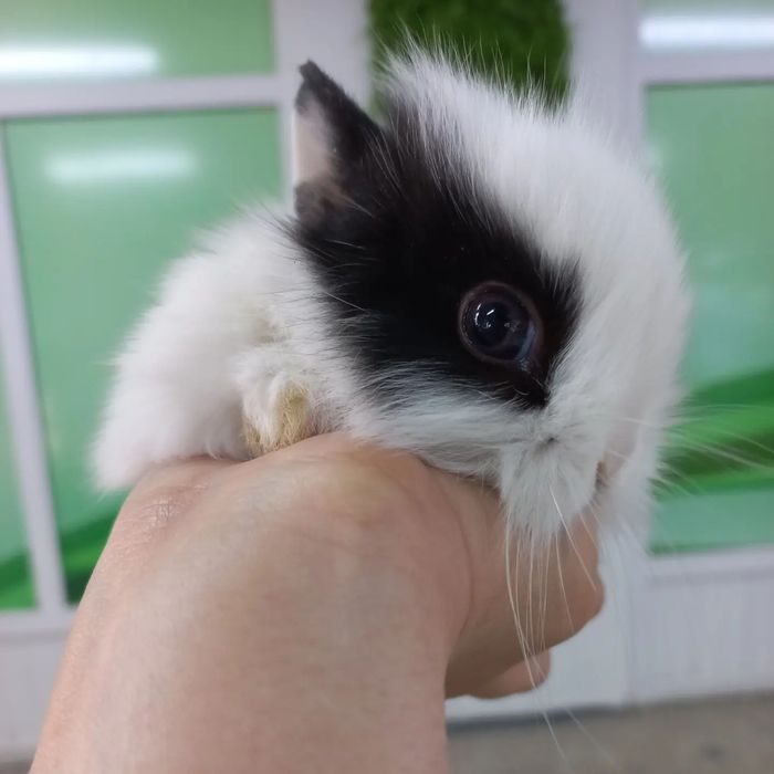 Кролики декоративные