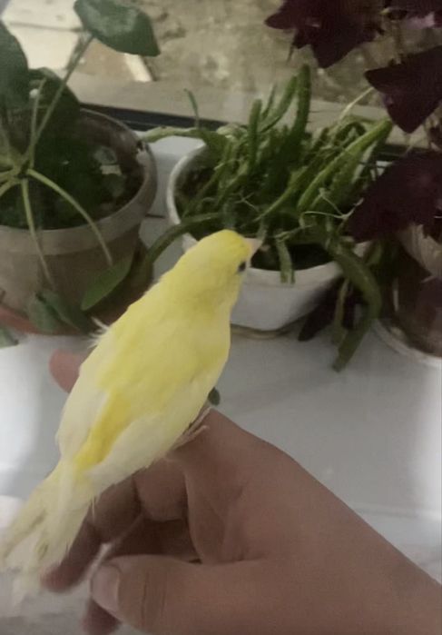 Ручной канарейки самцы дисквые