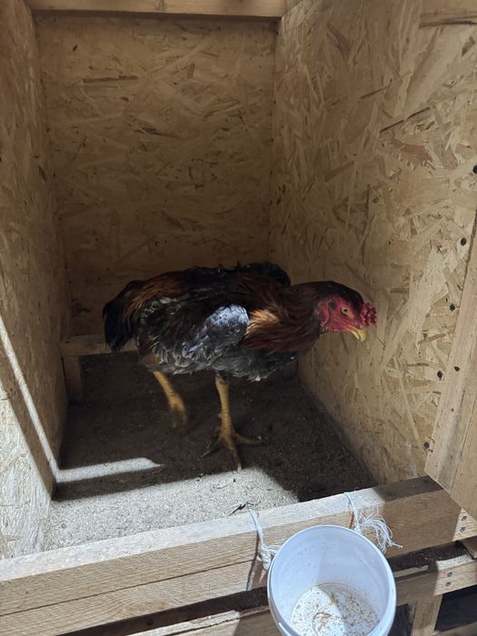 Дакан Шамо продаю