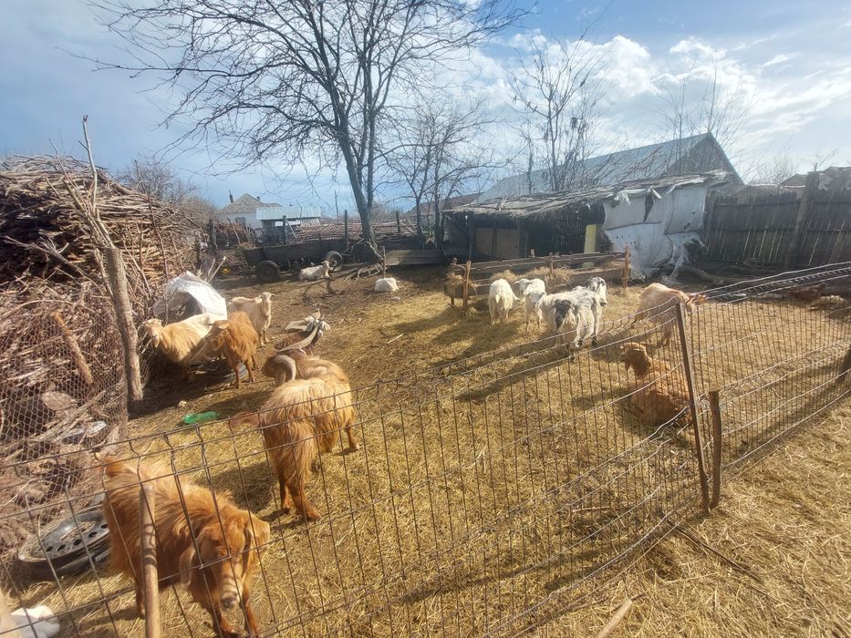 Vând 12 Capre cu ieji