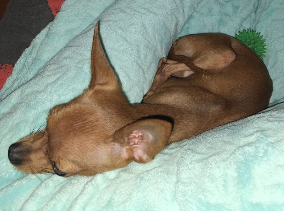 Мини тойчик ищет девочку для вязки