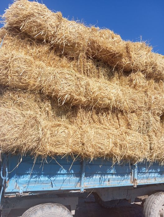 Somon sotiladi sapmaniki