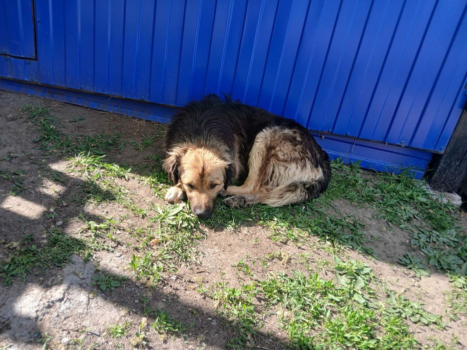 Замечательный пес для вашего дома