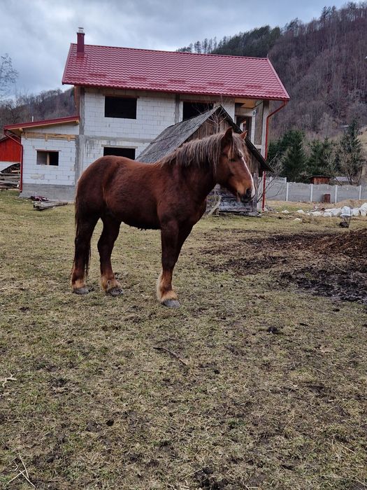 Vând cal, armăsar in vârstă de 2 ani!