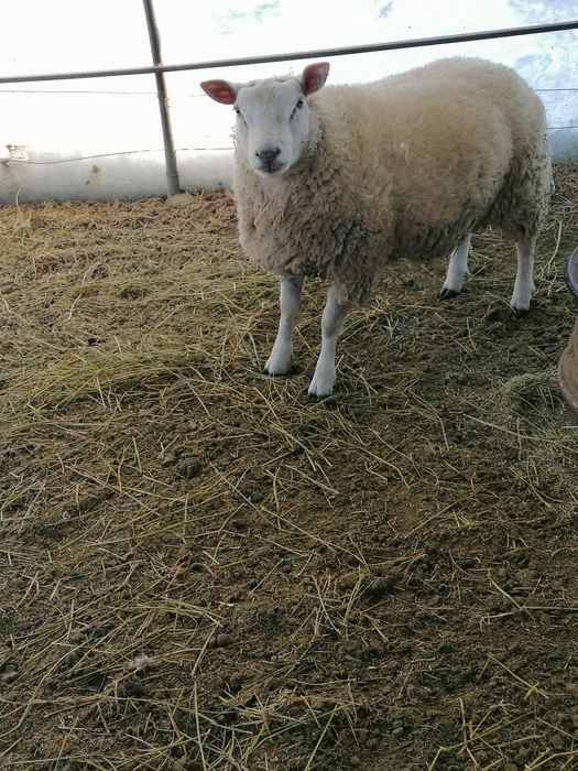 Berbec texal de vânzare