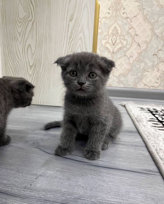 Mushuk Scottish fold