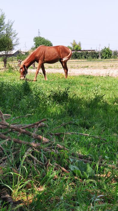 Пойгачи от зотидан