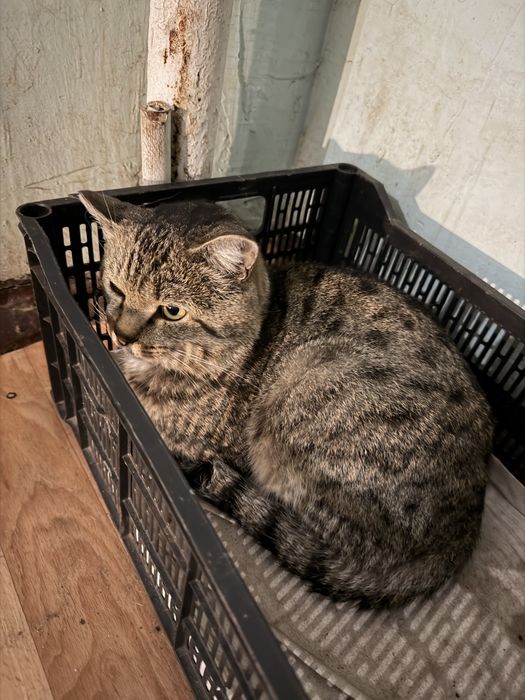 Котик ищет любящих хозяев