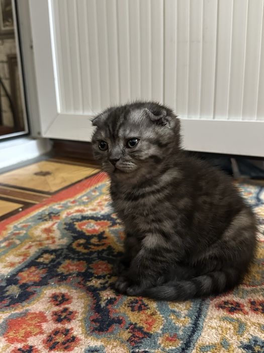 Ласковые умные милые котята