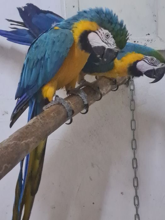 Vand perechi araruna