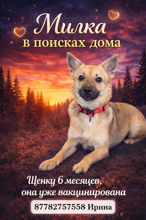 Малышка в поисках дома