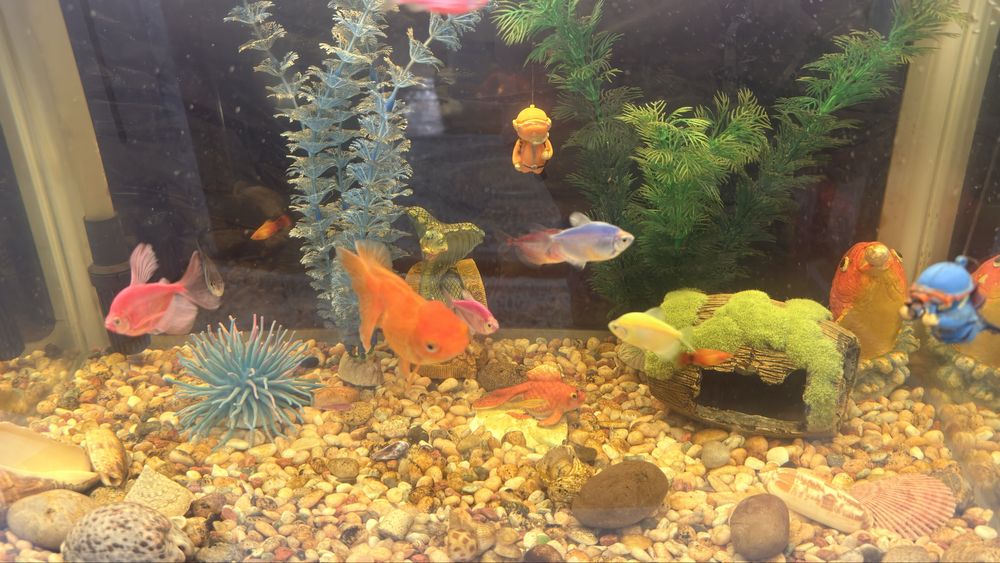 Продам аквариум с рыбками