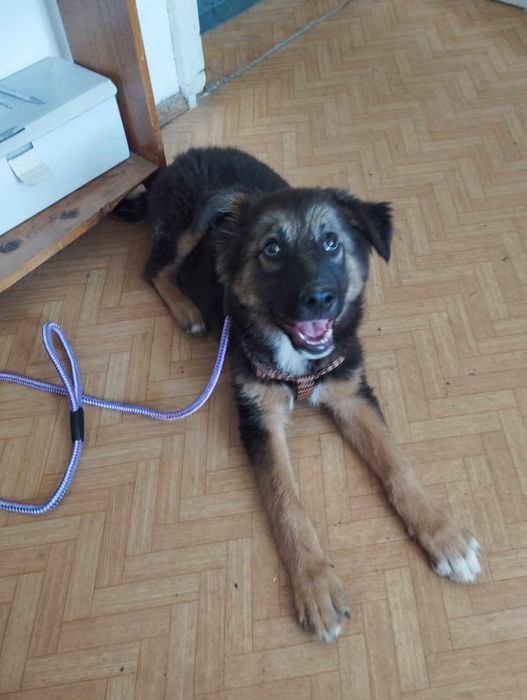 Женско кученце търси дом