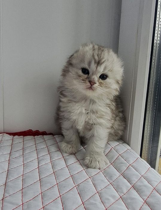 Скоттиш фолд котята