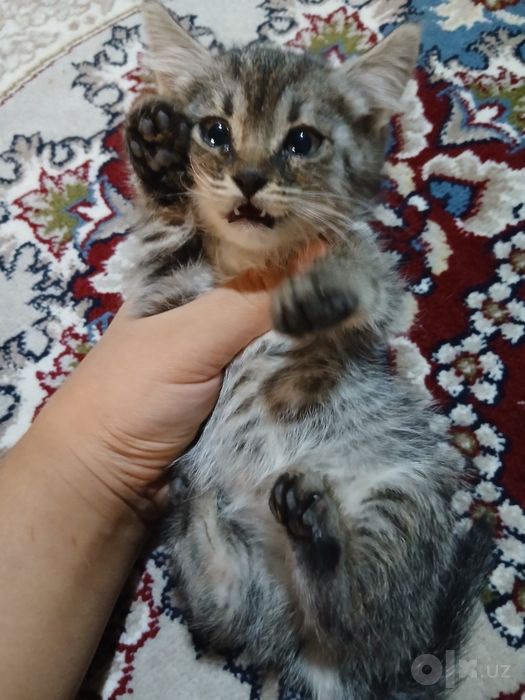 Mazzi qizcha 2 oylik yoxshi qoridoʻvin mexribon qoʻlla uchun xadiyaga