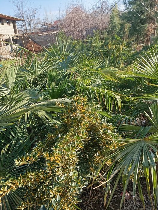 Трёх корпусний пальма продаётся