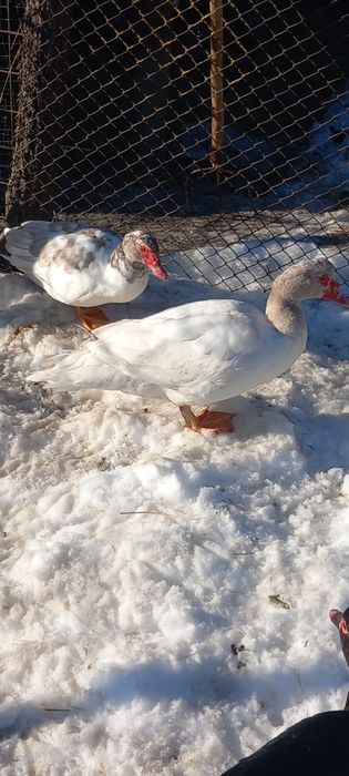 Rate mute tinere, 2 pauni masculi tineri