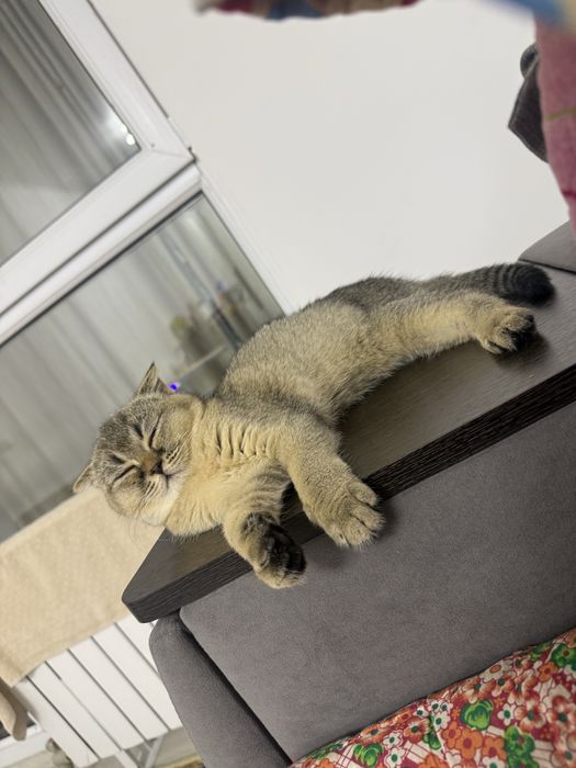 Котенок шотландская