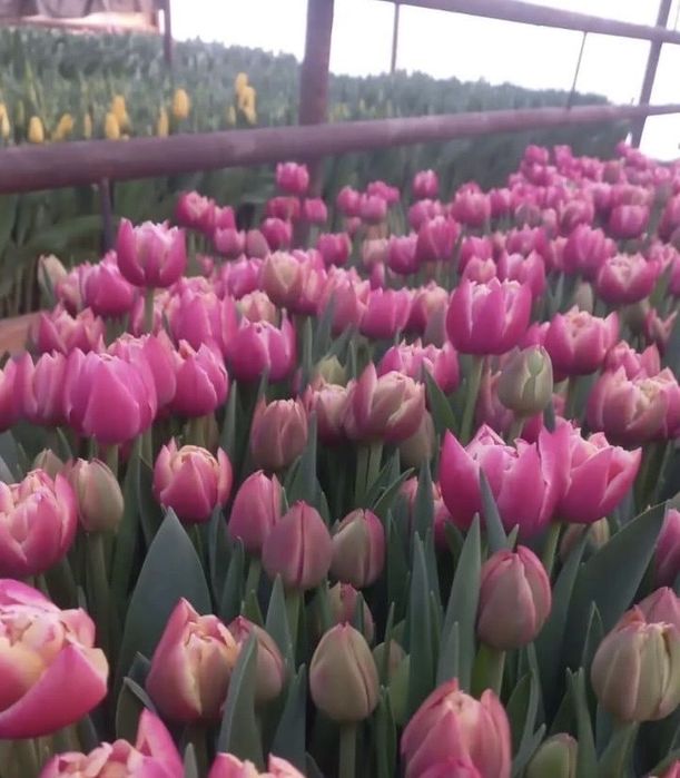 Оптом тюльпаны и в розницу