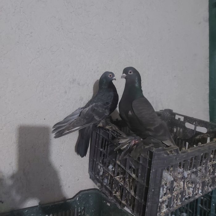 Челкар кишмиш пара лет с игрой