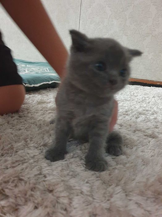 Кошечки Шотланцы