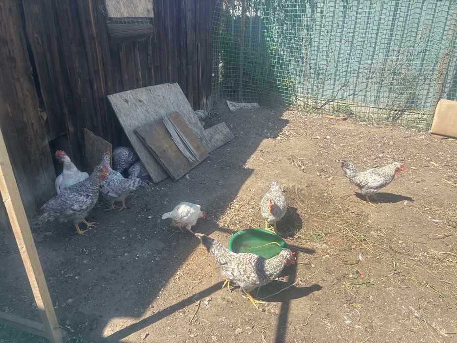 Продам Петухов.