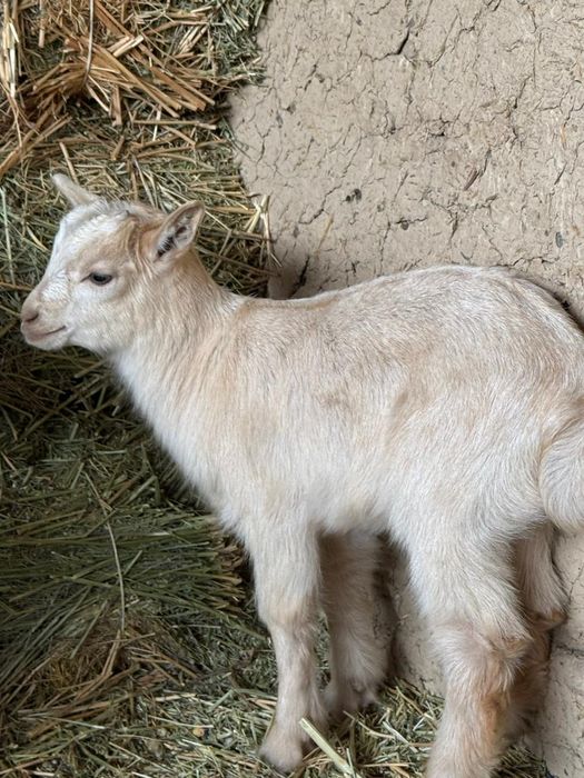 Пародисти лақтар