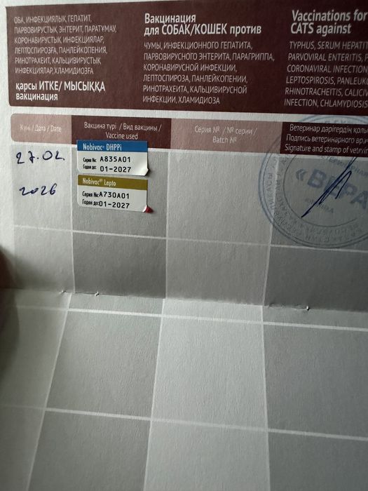 Продам щенков от мамы Хаски