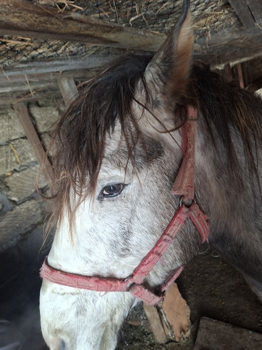 Айгыр саттам 850000мiнгi жуас