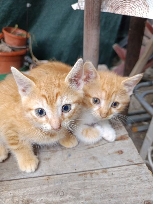 Pisici spre adopție