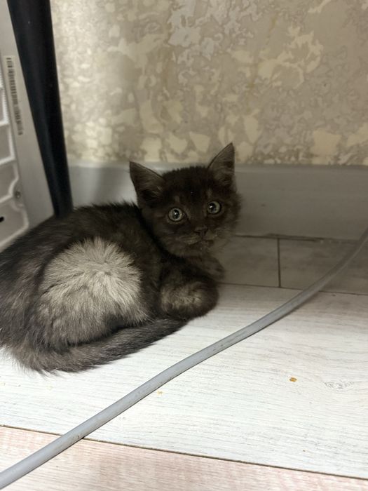 Кошечка в добрые руки