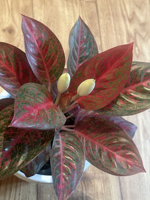 Комнатные цвет