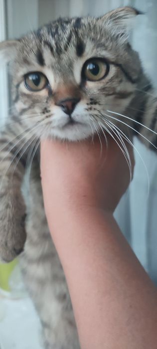 Отдам вислоухую красотку