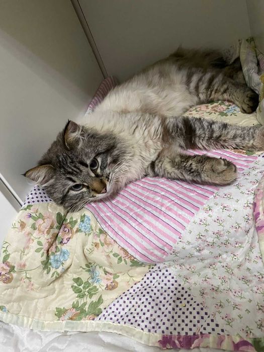 Отдам в добрые руки кота