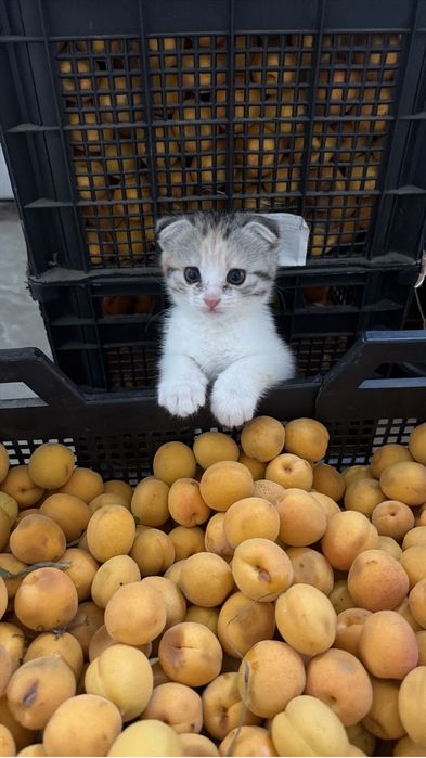 Котёнок вислоухий шотландец
