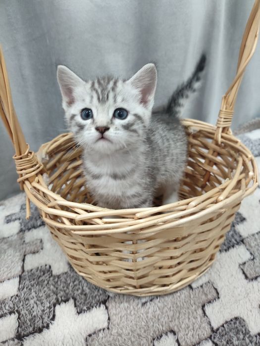 Котёнок британец мальчик