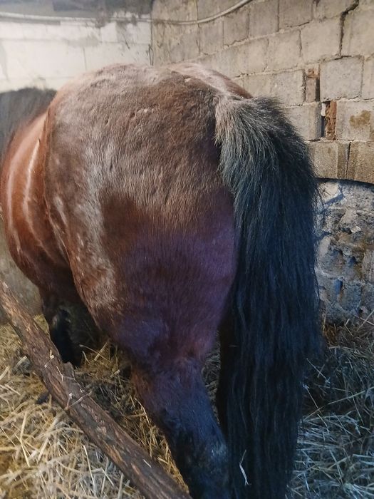 Manza de 3/4 ani de vânzare