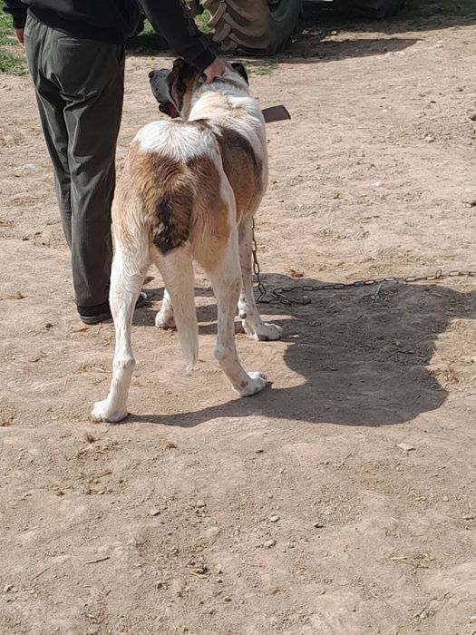 Ұрғашы ит сатылады