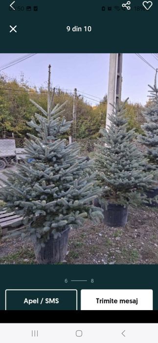 Vând brazi arginti și copaci ornamentali