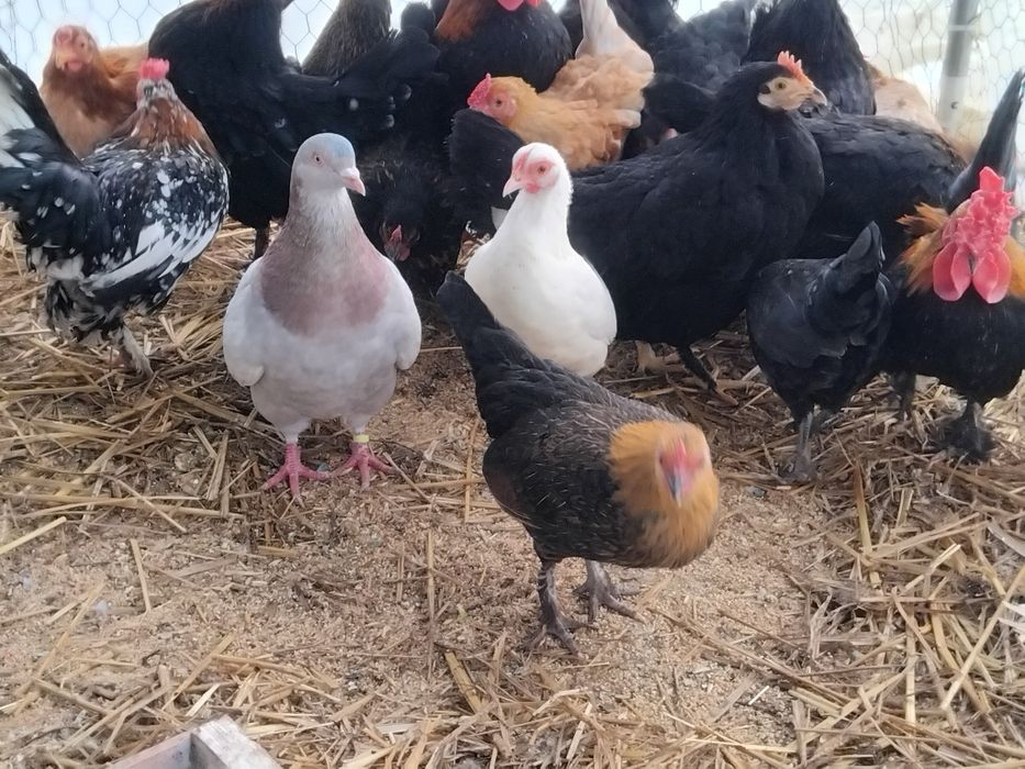 Vând perechi gaini si cocoși pitici sau 2+1