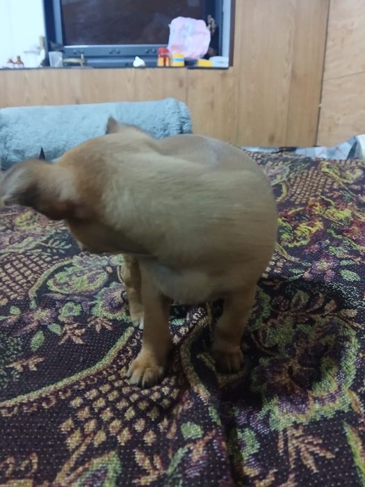 Очаровательные чихуашки