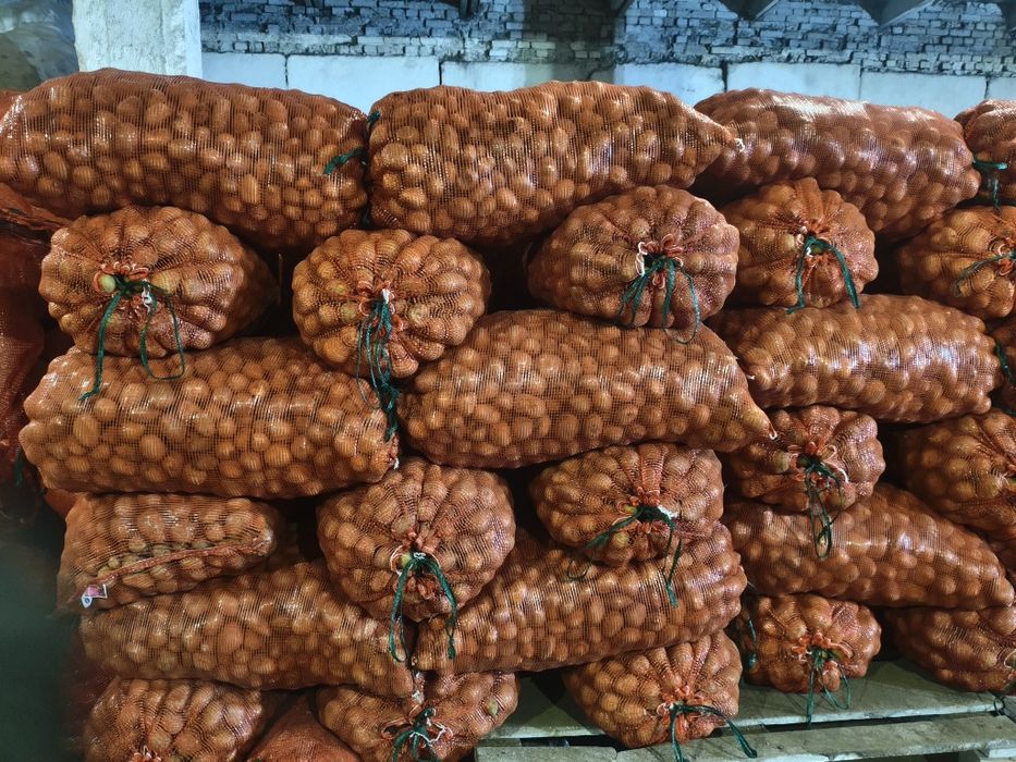 Картофель семена