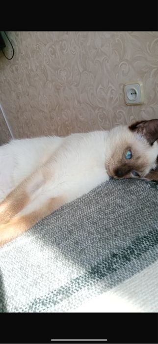 2 милейшие кошечки-сестренки