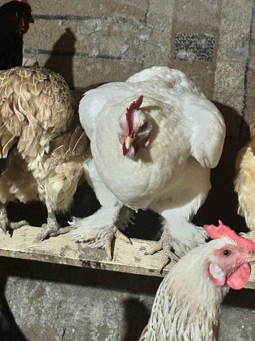 Яйцо икубационное