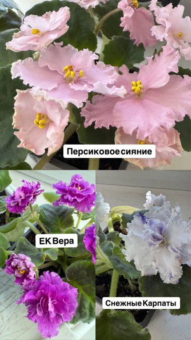 Комнатные цветы, Фиалки, укорененные, детки или  листовой срез.